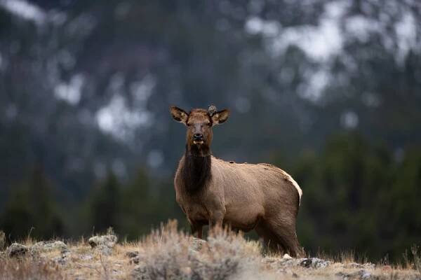 Elk Photographs - Jay Kazen Photography