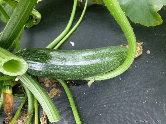 Tykev obecná Jigonal (Cucurbita pepo)