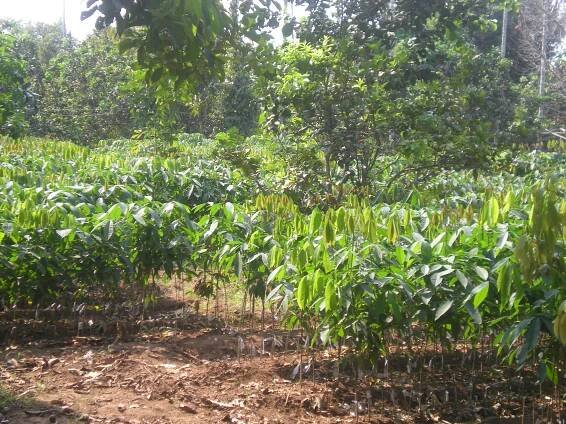 File:Mawlamyine rubber.jpg