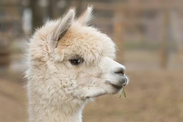Alpaca - Wollsalon