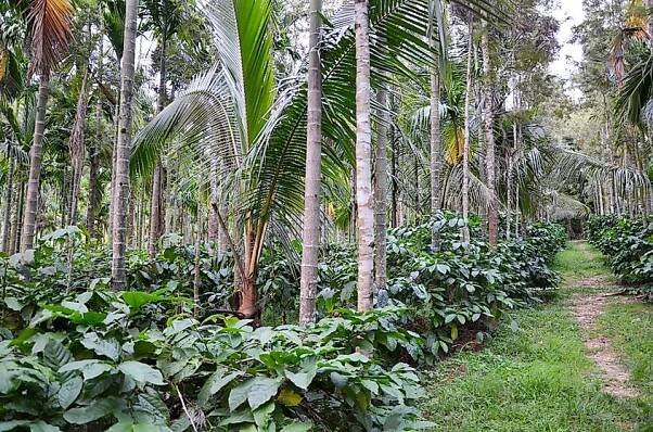 Top Coffee Producing Countries - WorldAtlas