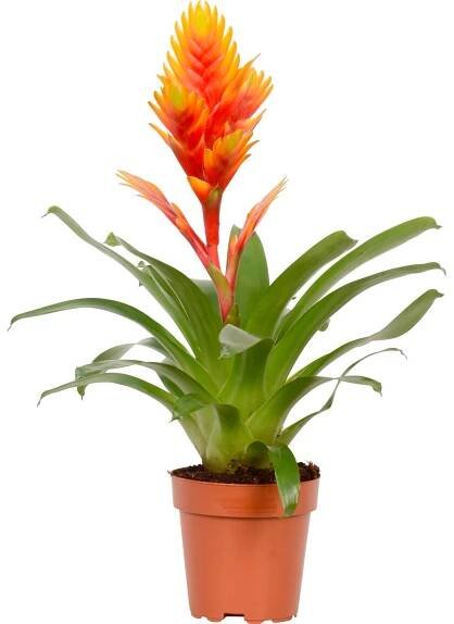 Bromélie mix průměr květináče cca 13 cm nakoupit u OBI