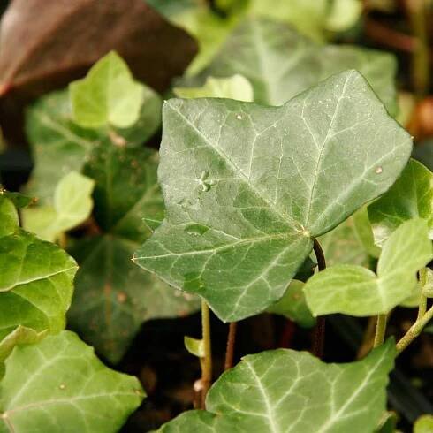 The Home Depot English Ivy