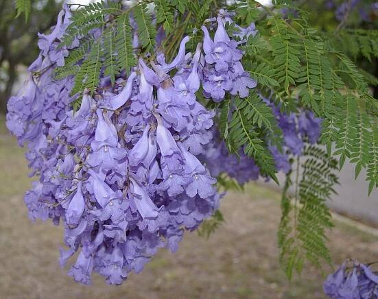 Péče o strom Jacaranda: Kompletní a podrobný průvodce