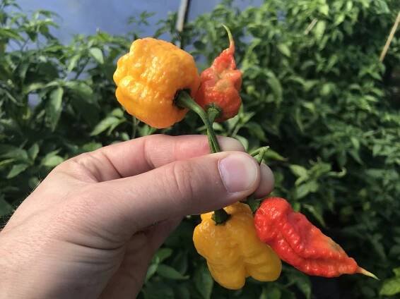Čech pěstuje chilli papričky, které propálí kdejakou „plechovou hubu“