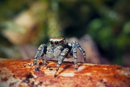 evarcha falcata skákací pavouk - slíďák - stock snímky, obrázky a fotky