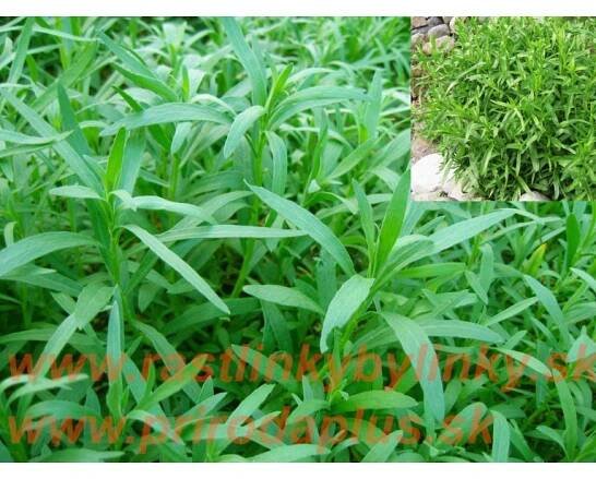PALINA DRAČIA – Francúzsky ESTRAGÓN (ARTEMISIA DRACUNCULUS L.) / RASTLINKA V KVETINÁČI