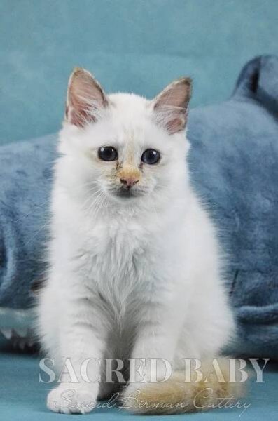 Котёнок