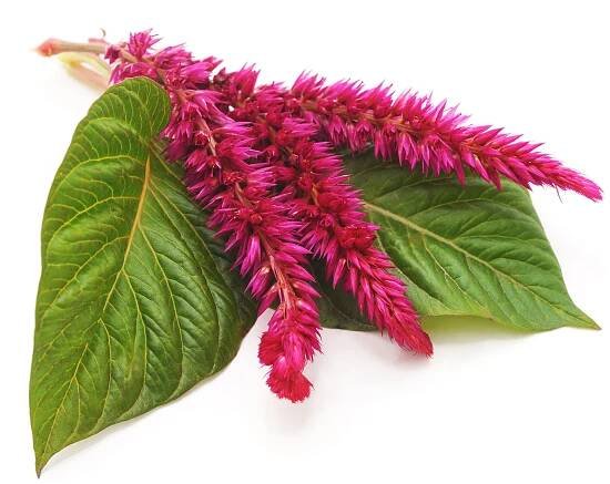 Amaranth se sametovou květinou. stock fotka