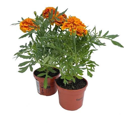 Jarní sortiment | CZ-FLORA odbytové družstvo