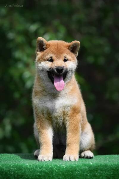 ПОМЕТ A-2022. SHIOMARU Shiba and Akita Inu Kennel