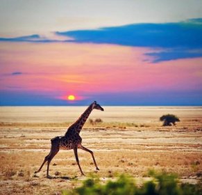 Žirafa na savany. Safari v Africe amboseli, Keňa, — Stock fotografie