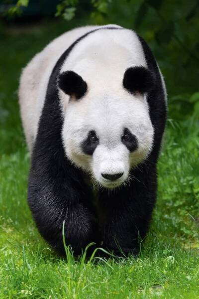 Roztomilou pandu můžete vidět na vlastní oči, jsou v zoo blízko dvou hranic