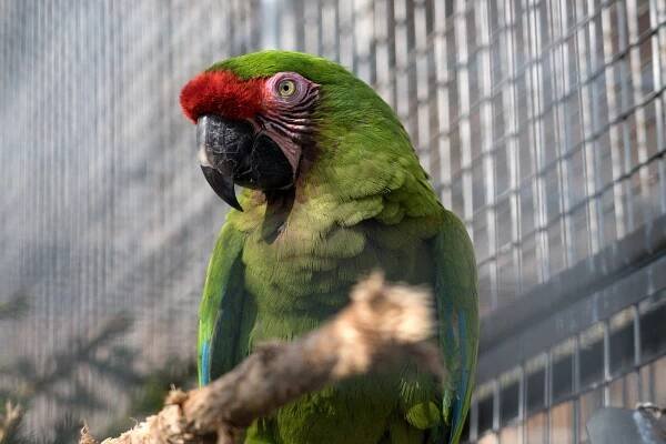 Papouščí zoo slaví v Bošovicích patnáct let. Na sobotu chystá speciální program