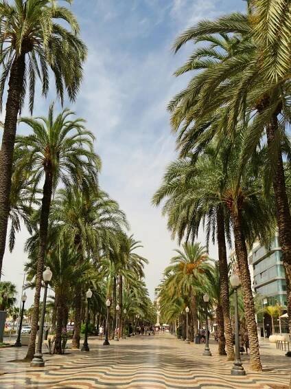 bezplatná Slunečný den na palmami lemované promenádě v Alicante ve Španělsku. Základová fotografie