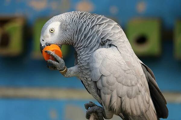 Psittacus erithacus