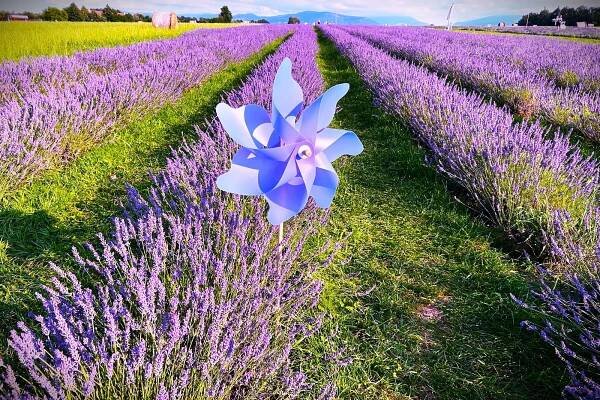 VIDEO: V podhůří Beskyd jako v Provence. Sezona v levandulovém moři vrcholí