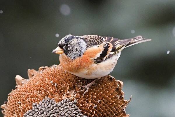 Birding je punk: Mladí lidé v New Yorku objevují kouzlo pozorování ptáků