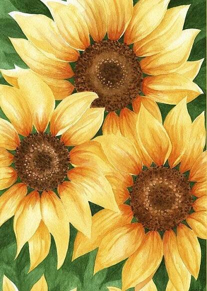 three yellow sunflowers with green leaves and brown centers on a white background, painted in watercolor