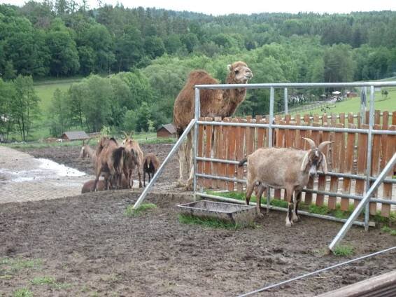 Třídní výlet- FARMA SOBĚHRDY-třída ČMELÁČCI - Oficiální stránky MŠ Včelička, Škvorec