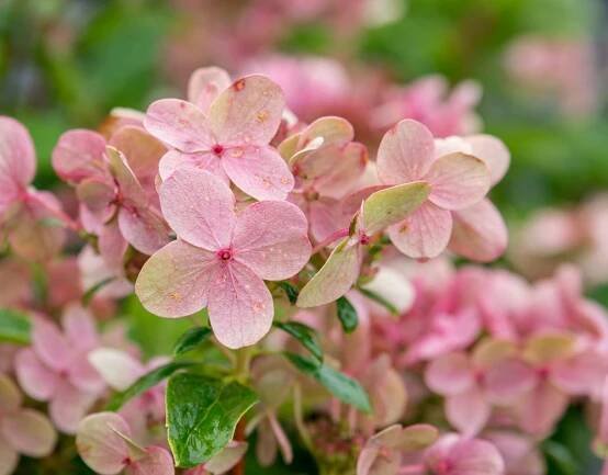 Hydrangea paniculata - light pink