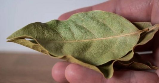 Starý dobrý bobkový list: Mohl by pomoci cukrovkářům, napomáhá hojení ran a může i zmírnit ledvinové kameny
