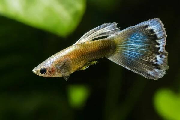 Guppy (Poecilia reticulata) Haltung im Aquarium