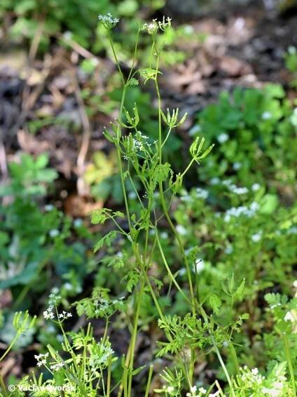 Anthriscus cerefolium - kerblík třebule | Apiaceae - miříkovité | Natura Bohemica