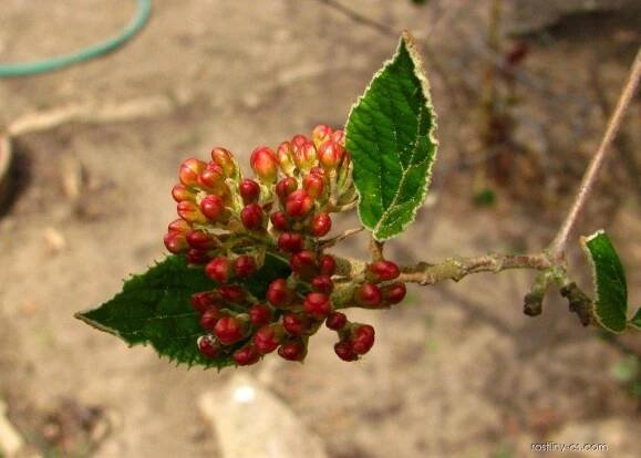 Kalina Carlesiova (Viburnum carlesii)