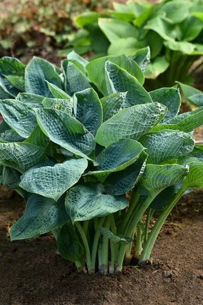HOSTA HYBRIDE BIG DADDY
