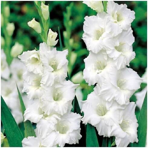 Mečík Snowy Ruffle – Gladiolus – hlízy mečíku
