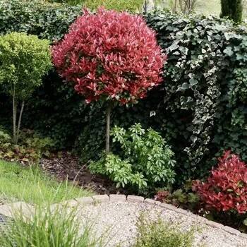 blýskalka fraserova ´Red Robin´ lat. Photinia fraseri 1/2 kmínek Stálezelené keře s dekorativními červenými výhony