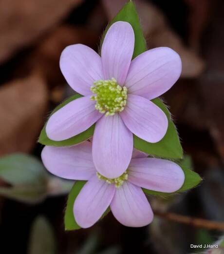 Sharp Lobed Hepatica - David J. Hand's Nature Photos