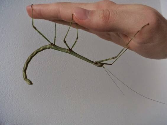 Lepidea: Lonchodiodes samarensis (PSG230)
