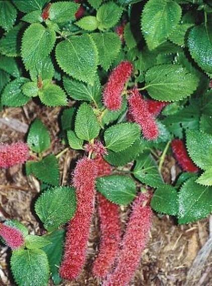 Acalypha herzogiana Firetail
