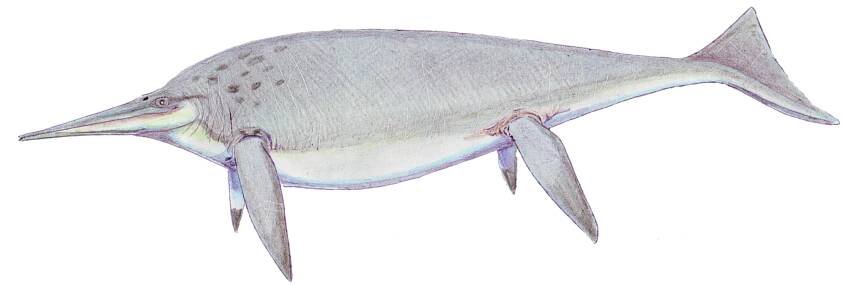 Artist's depiction of Shonisaurus