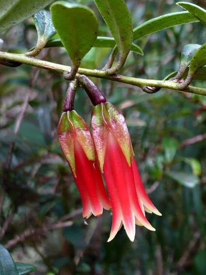 Ceratostema oellgaardii