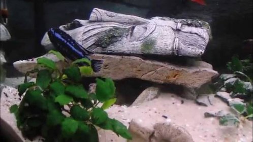 Melanochromis johanni johannii builds up a nest