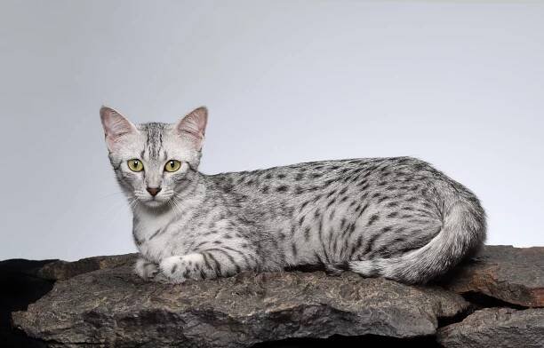 Meet the Egyptian Mau, the Mini Cheetah of the Cat World