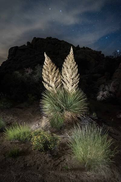 Joshua Tree-7969.jpg