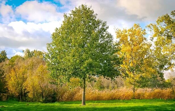 Quercus robur | dub letní (křemelák) - Van den Berk školky