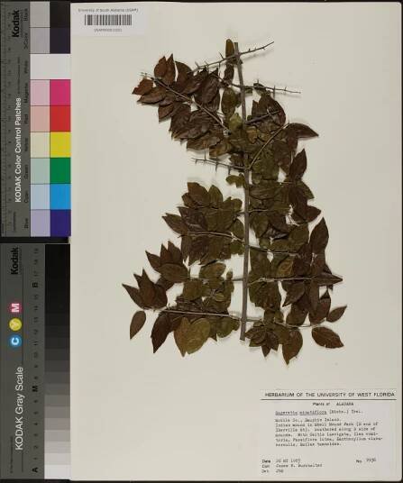 Sageretia minutiflora - Species Page - APA: Alabama Plant Atlas 