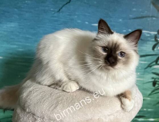 Nőstények - SábaCat Cattery