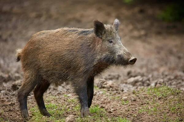 Juvenilní divoké prase zakořenění, hledání potravy v lese — Stock obrázek