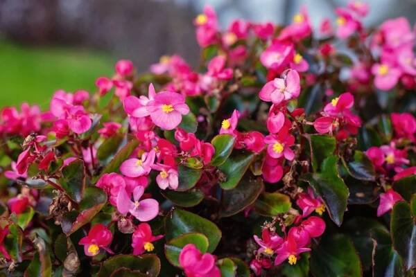 begonia semperflorens květiny v podzimní zahradě, pozadí. - begónie - stock snímky, obrázky a fotky