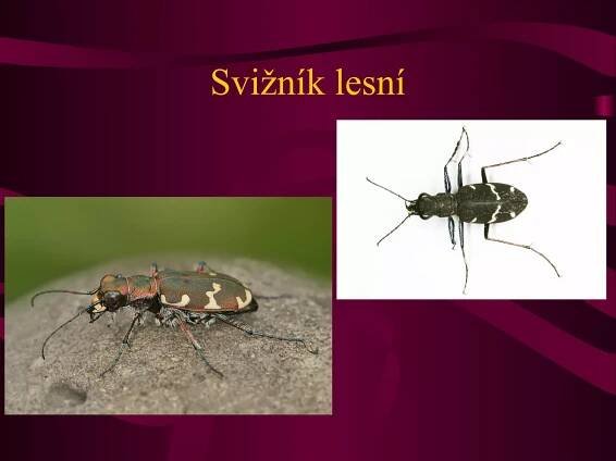 Svižník lesní 
 