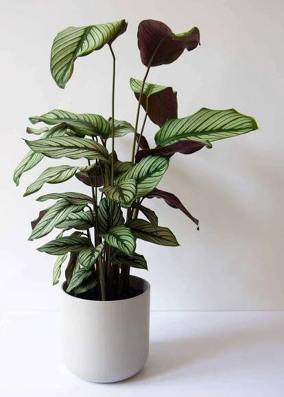 Calathea White Star Plant