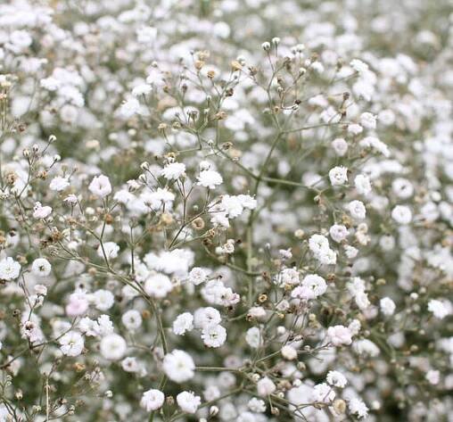 Šater latnatý 'Festival White' - Gypsophila paniculata 'Festival White'