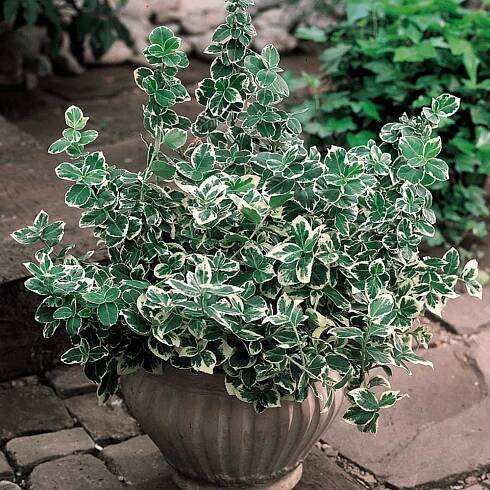 Brslen EMERALD GAIETY