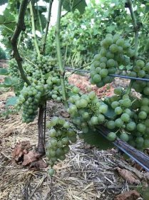 Plody vinohradu z Odrlic. 26. srpna 2020